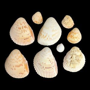 Lot 9 Atlantic Giant Cockle Shells Dinocardium Vobustum Nautical Seashells Beach